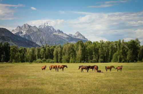 Photo 21 - Tammah Jackson Hole