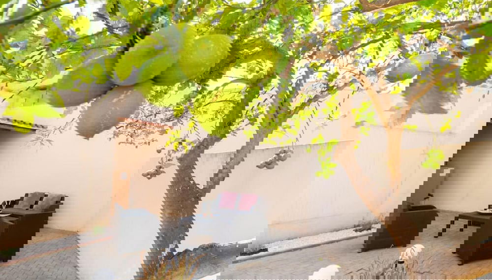 Image principale