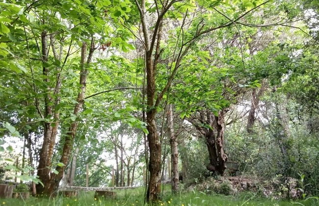 Bosque de Cuevas - Foto 38