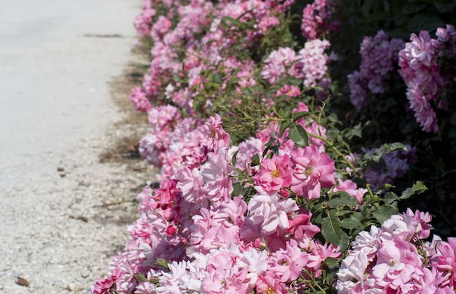 Country House Campofiore - Foto 64
