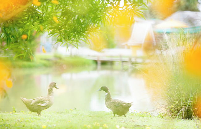 Luxury Farm House Pai - Foto 44