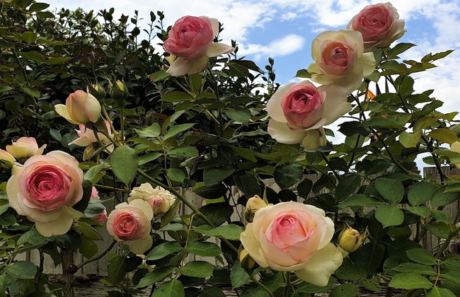 Healesville House - Magnolia House - Foto 48