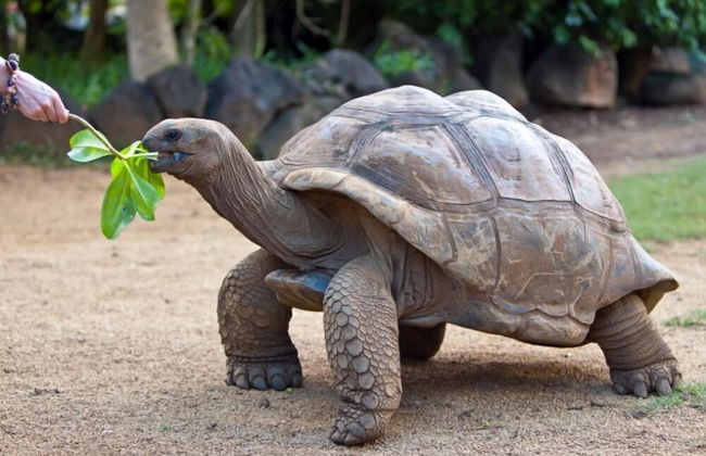 Villa Belle Plage - Foto 39