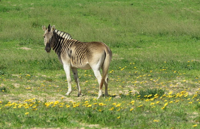 L'Ermitage Quagga Lodge - Foto 35