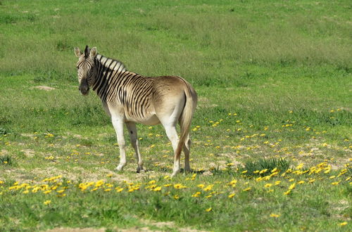 Foto 35 - L'Ermitage Quagga Lodge