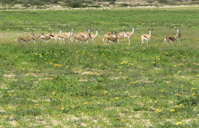 L'Ermitage Quagga Lodge - Foto 36