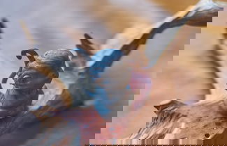 Foto 38 - Summer Flower Apartment