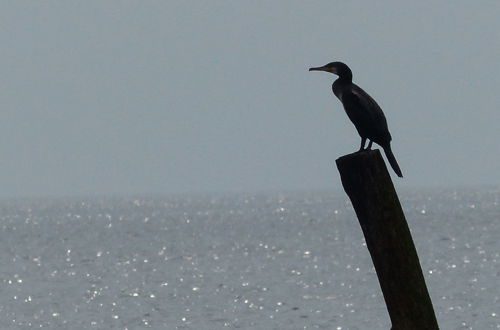 Foto 40 - Luring Holiday Home in Callantsoog near Sea