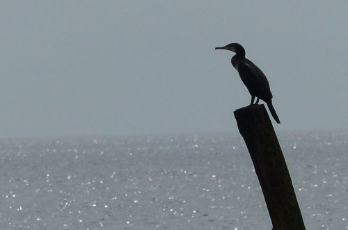 Photo 38 - Luring Holiday Home in Callantsoog near Sea