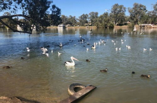 Photo 55 - Discovery Parks - Mildura