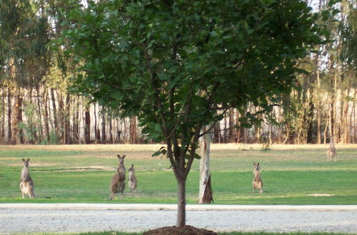 Foto 71 - Tasman Holiday Parks - Moama on the Murray