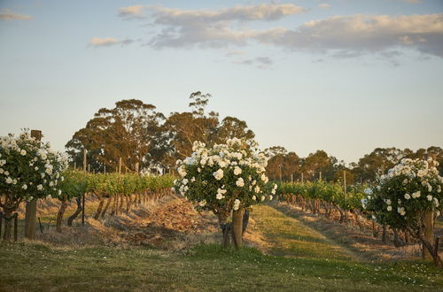 Foto 37 - Wandin Valley Estate