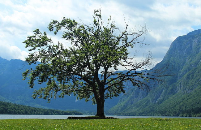 Serene Apartment in Bohinjsko Jezero near Ski Lift - Foto 27