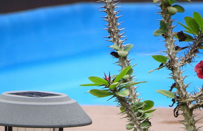 Gecko Villa - Foto 20