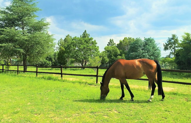 Pine Tree Lodge - Foto 47