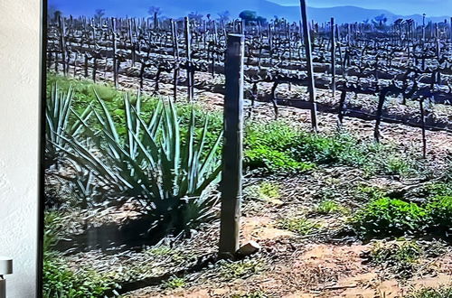 Foto 51 - Ecovino Valle de Guadalupe