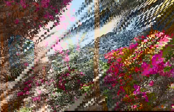 La bougain Villa - Foto 25