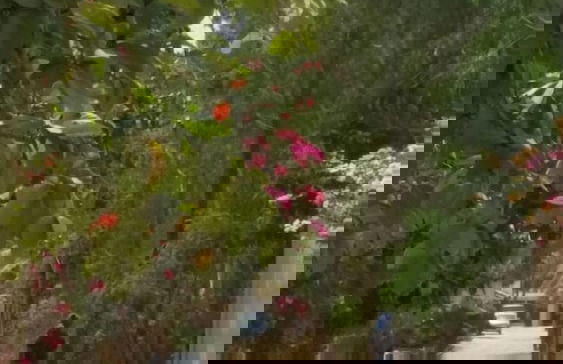 La bougain Villa - Foto 30