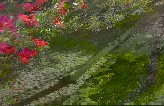 La bougain Villa - Foto 26