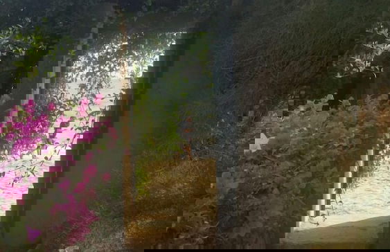 La bougain Villa - Foto 23