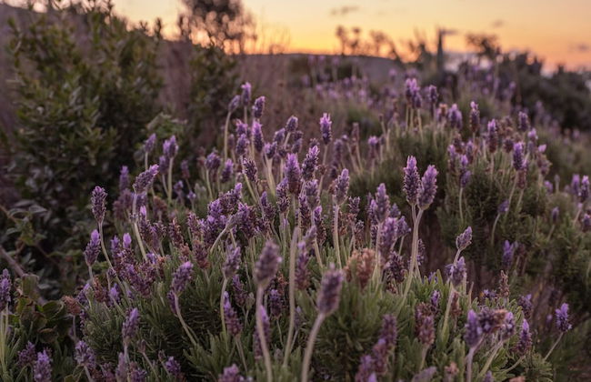 Terra Della Salvia - Foto 46