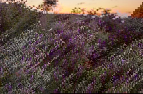 Foto 46 - Terra Della Salvia