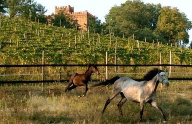 La Cascina del Castello - Foto 23