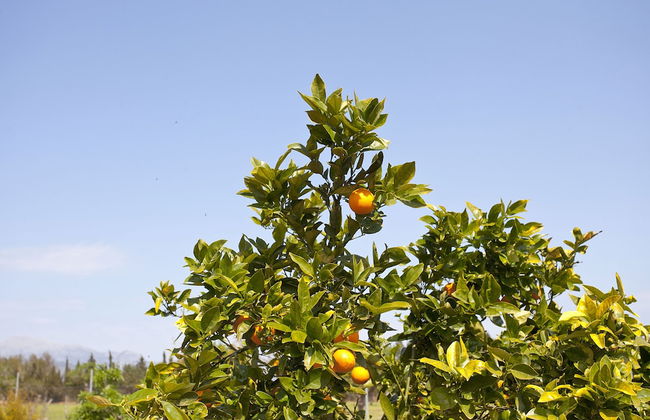 Agroturismo Es Quatre Cantons - Foto 33