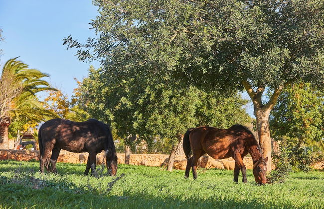 Agroturismo Es Quatre Cantons - Foto 32