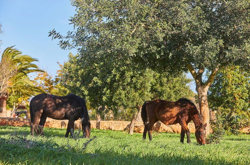 Photo 32 - Agroturismo Es Quatre Cantons