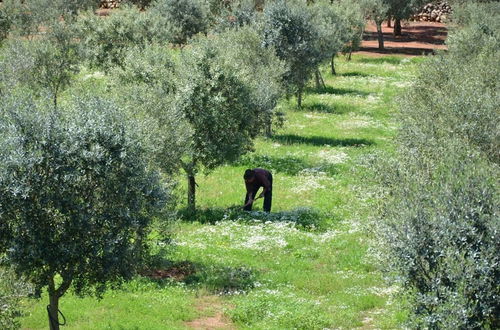 Photo 75 - Tenuta Masseria & Spa Chicco Rizzo