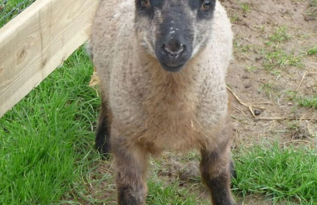 Birchill Farm Holiday Cottages - Foto 59