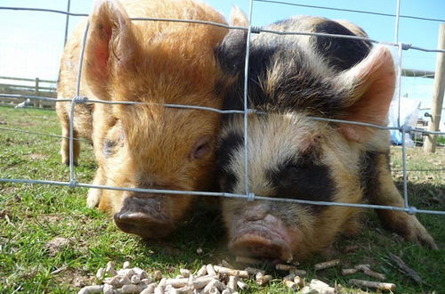 Photo 55 - Birchill Farm Holiday Cottages