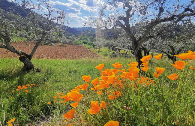 400 Year old 3-bedroom Farmhouse Central Portugal - Foto 15