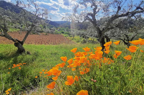 Photo 12 - 400 Year old 3-bedroom Farmhouse Central Portugal