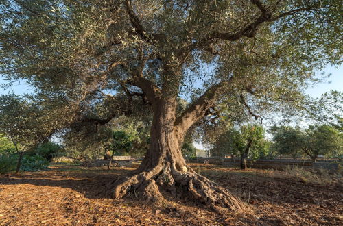 Photo 26 - Trullo del Falegname Ostuni by Typney