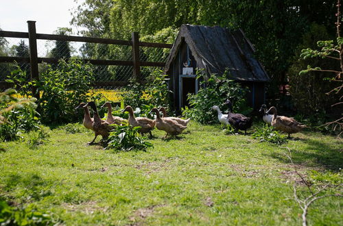 Photo 41 - Brookhall Cottages