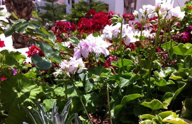 Zera Bodrum - Foto 77