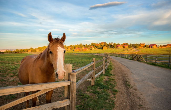 Zion Mountain Ranch - Foto 44