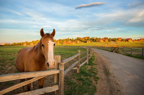 Photo 44 - Zion Mountain Ranch