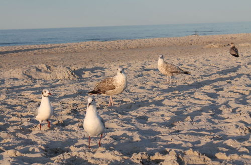 Photo 12 - Cozy Apartment in Zingst Germany near Beach