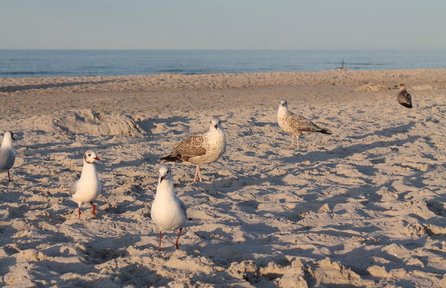 Geraumige Wohnung mit Garten in Zingst - Foto 38