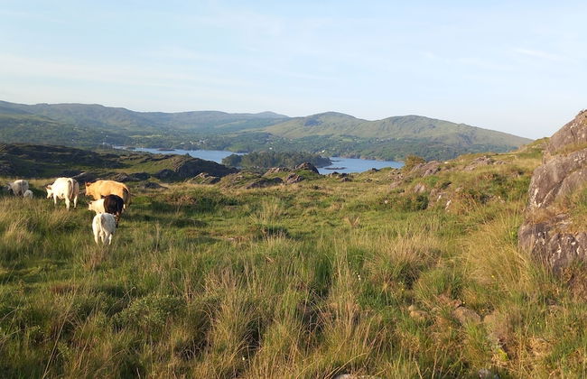 Cuckoo Tree House, Glengarriff, Beara Peninsula - Foto 36