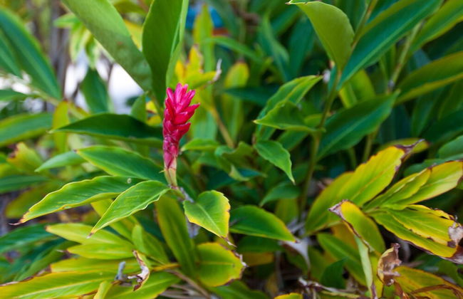 Trinity Beach Pacific - Foto 42