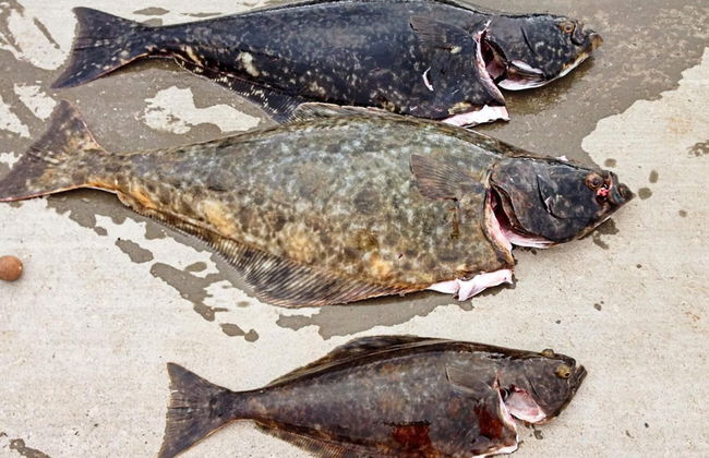 7 Person Holiday Home in Breivikbotn - Foto 9