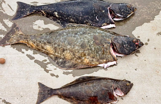 7 Person Holiday Home in Breivikbotn - Foto 8