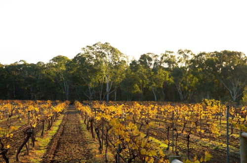 Photo 17 - Byronsvale Vineyard and Accommodation