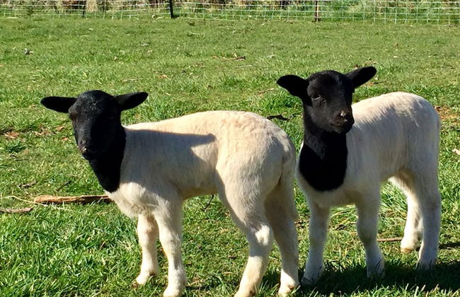 Manna Hill Farm - Foto 36
