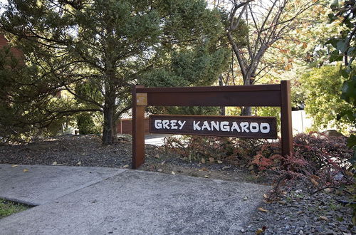 Photo 2 - Grey Kangaroo- On Lake Jindabyne foreshore