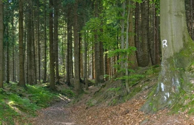 Peaceful Forest Getaway - Foto 34